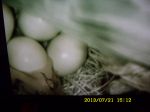 Mama Bluebird, baby & eggs.