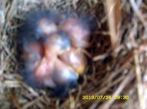 Five baby Bluebirds in the nest