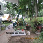 Trimmed tree limbs
