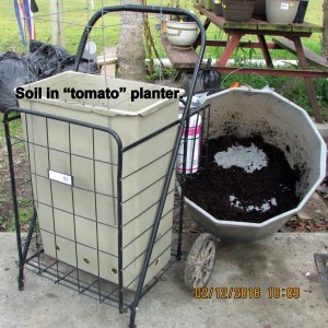 Tomato planter