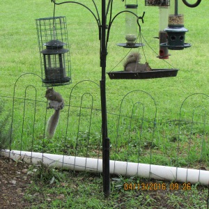 Two squirrels on bird feeders