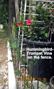 Hummingbird-Trumpet Vine on the fence
