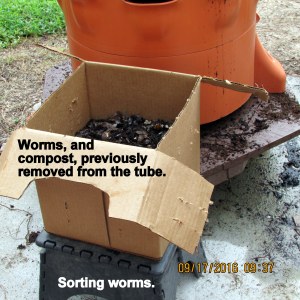 Sorting worms