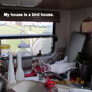 My house is a bird house